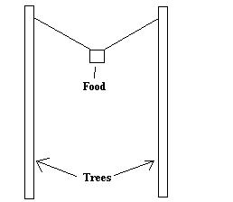 Hanging food between two trees